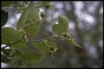 leaf, flower and drupe